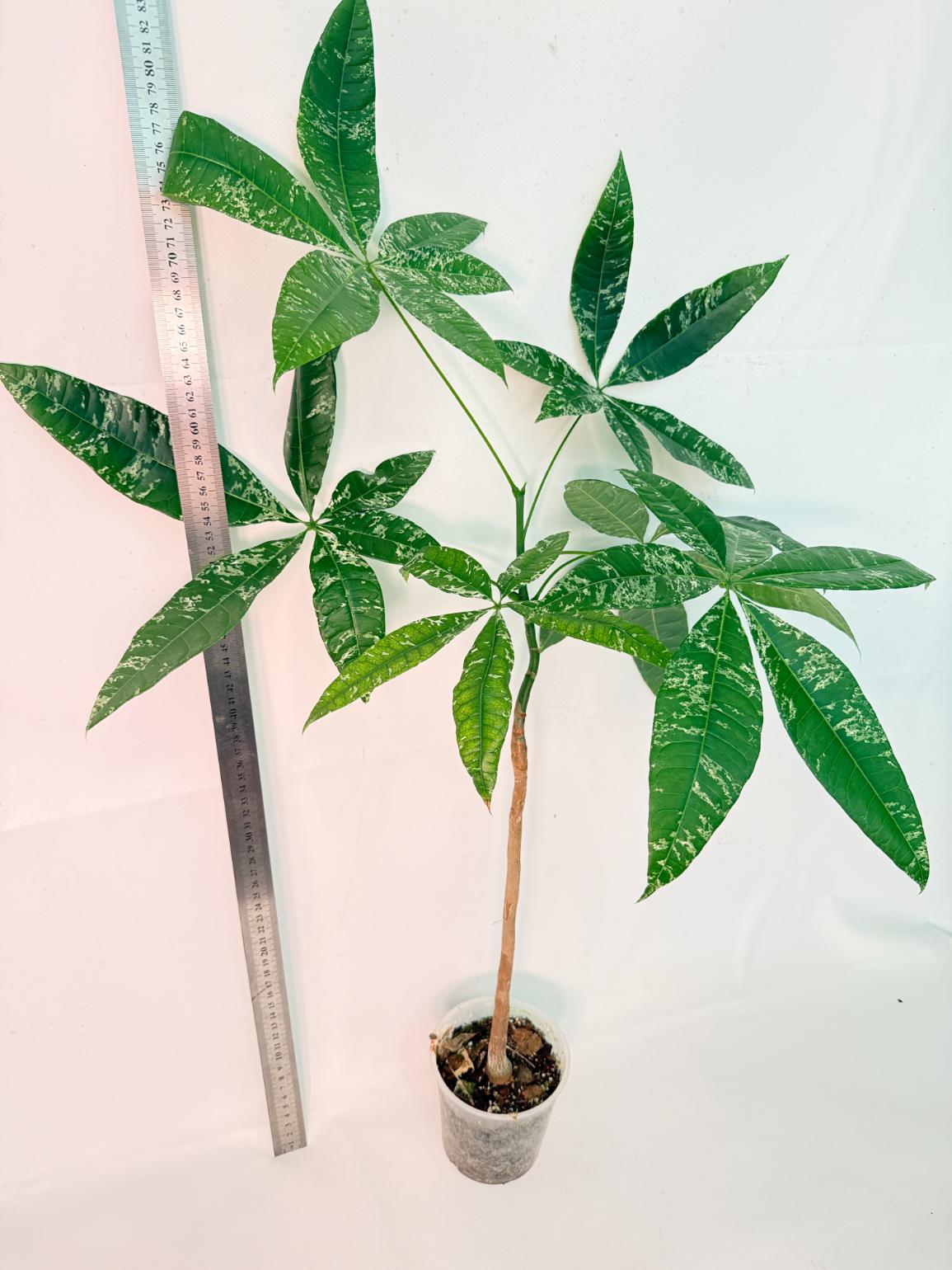 Pachira glabra milky way variegata 8