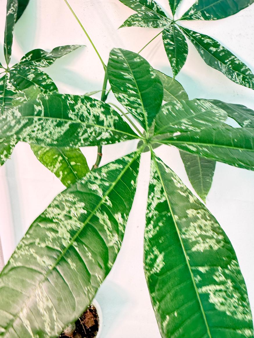 Pachira glabra milky way variegata 9