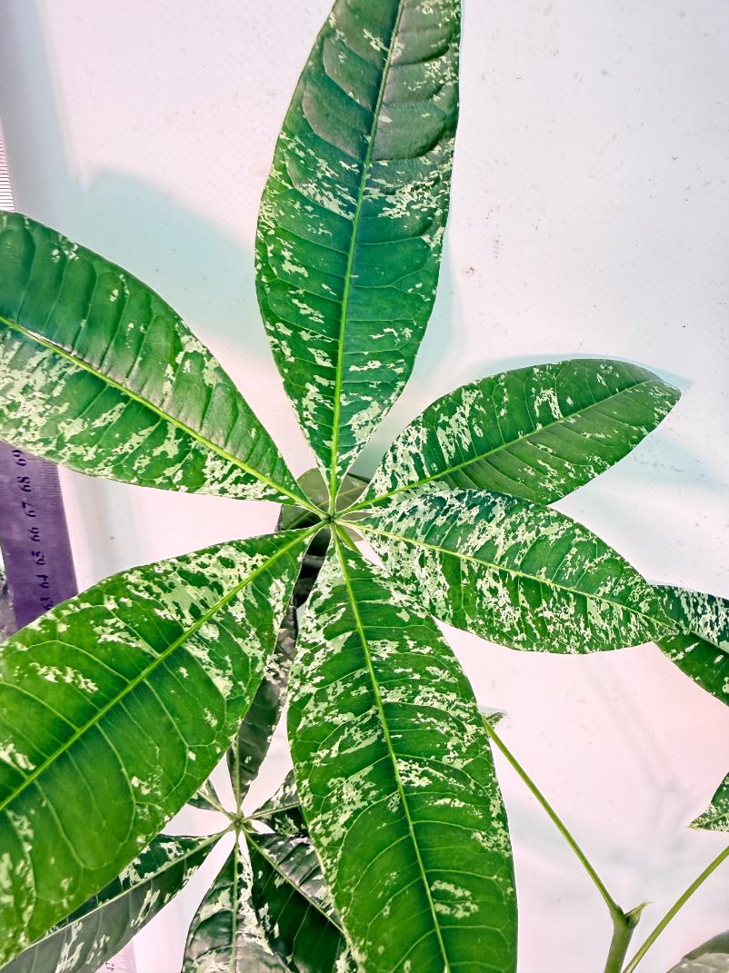 Pachira glabra milky way variegata 10