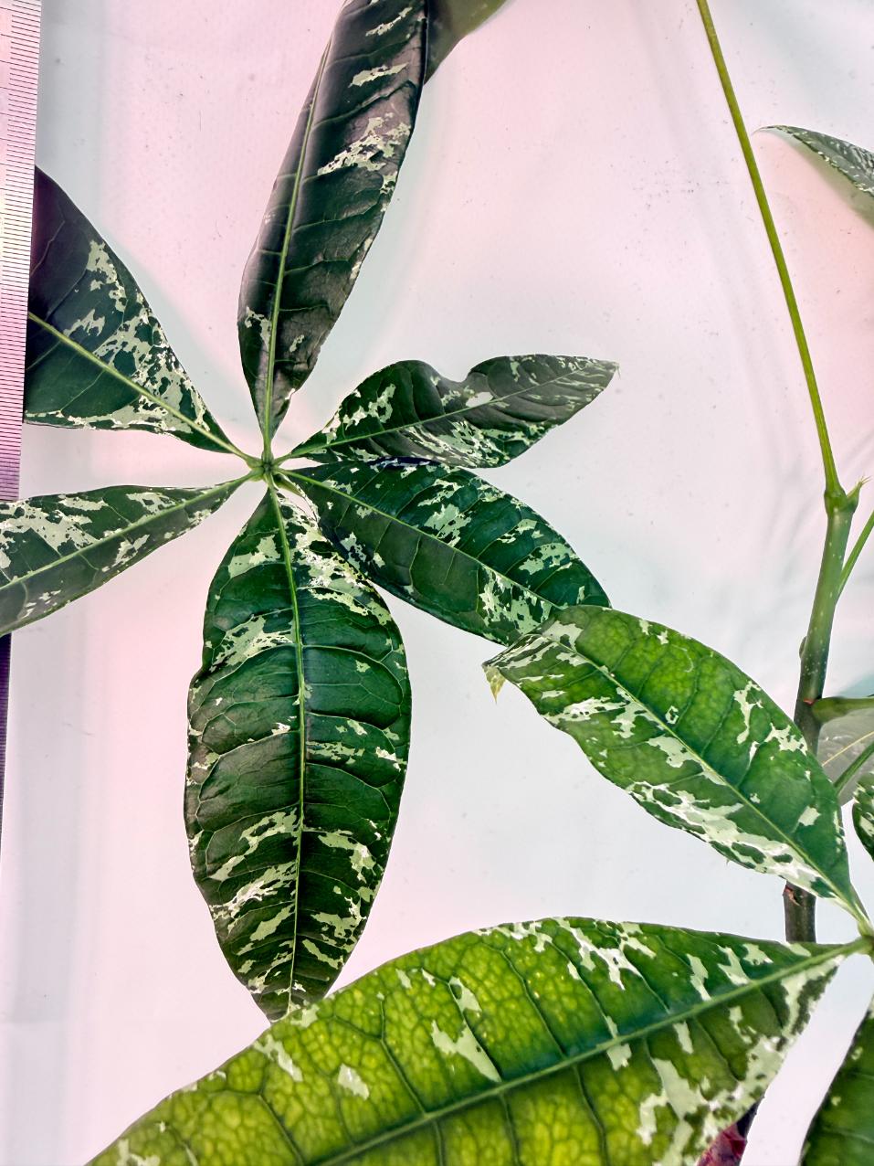Pachira glabra milky way variegata 3
