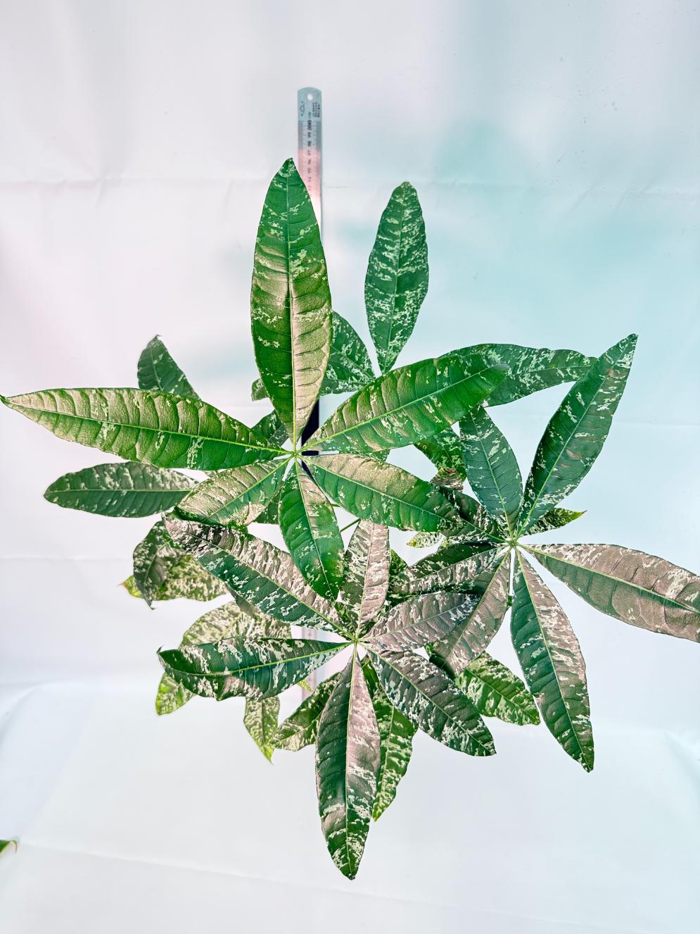Pachira glabra milky way variegata XXL 7
