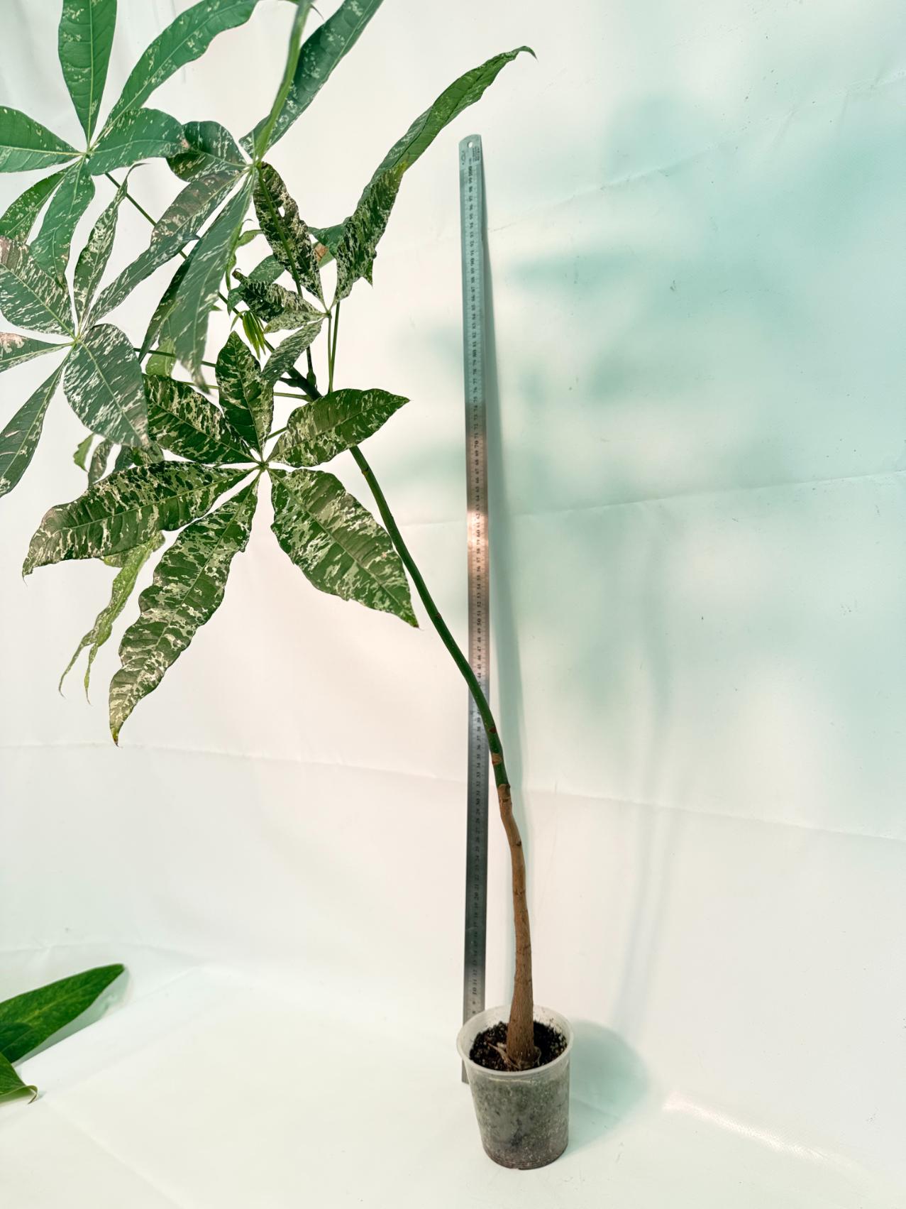Pachira glabra milky way variegata XXL 9