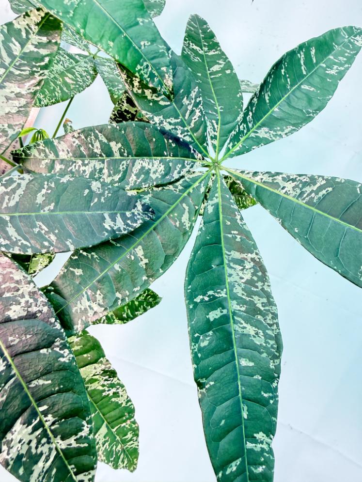 Pachira glabra milky way variegata XXL 3