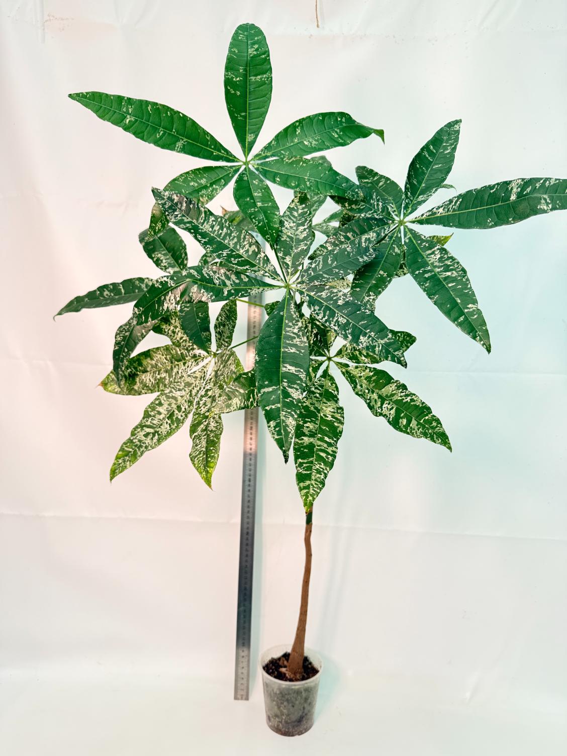 Pachira glabra milky way variegata XXL 1
