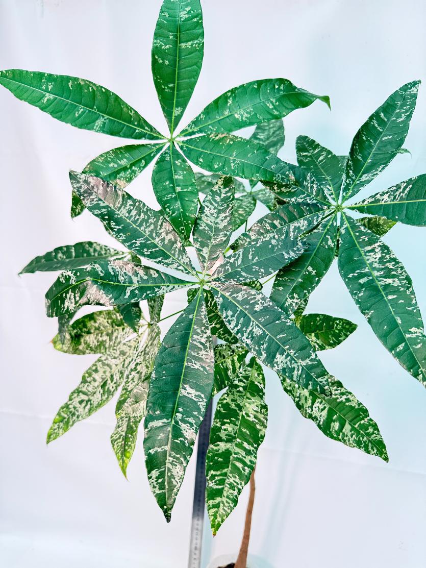 Pachira glabra milky way variegata XXL 4