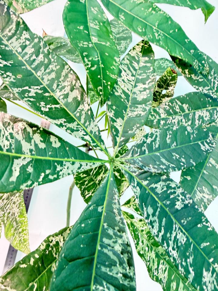 Pachira glabra milky way variegata XXL 8