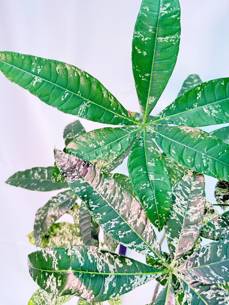 Pachira glabra milky way variegata XXL 5
