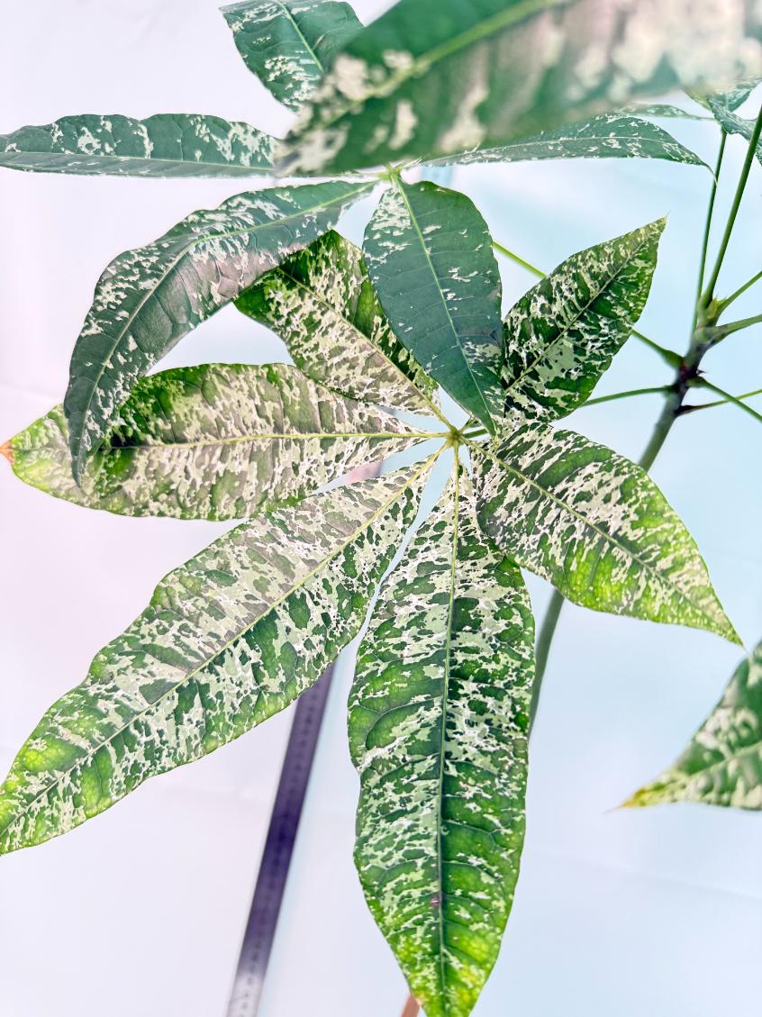 Pachira glabra milky way variegata XXL 6