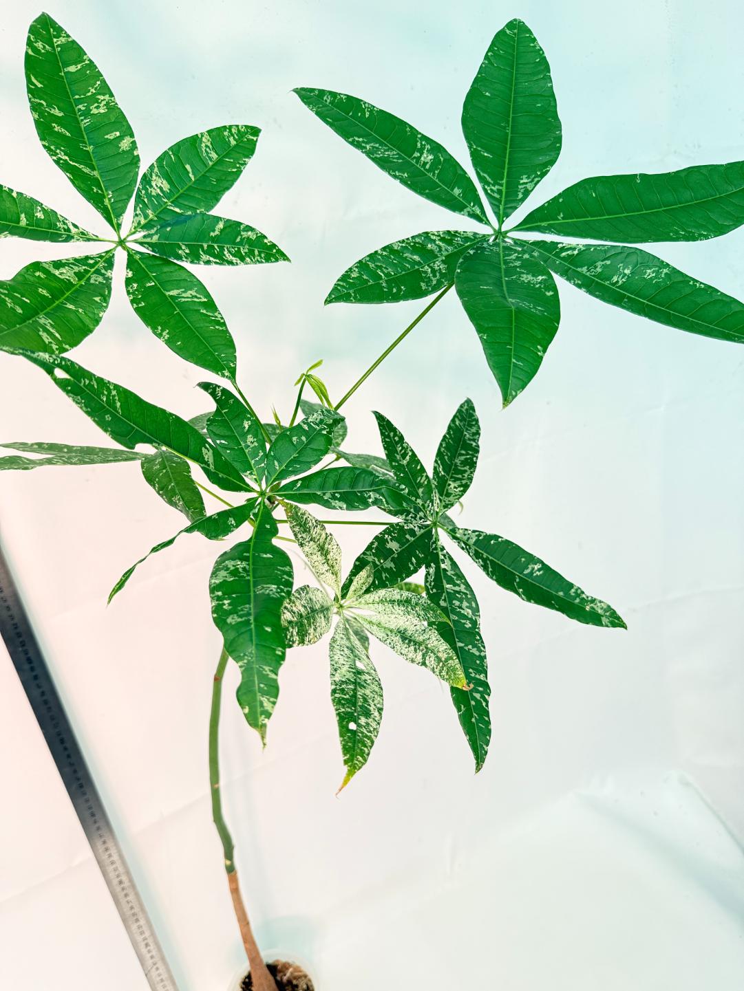 Pachira glabra milky way variegata XXL 4