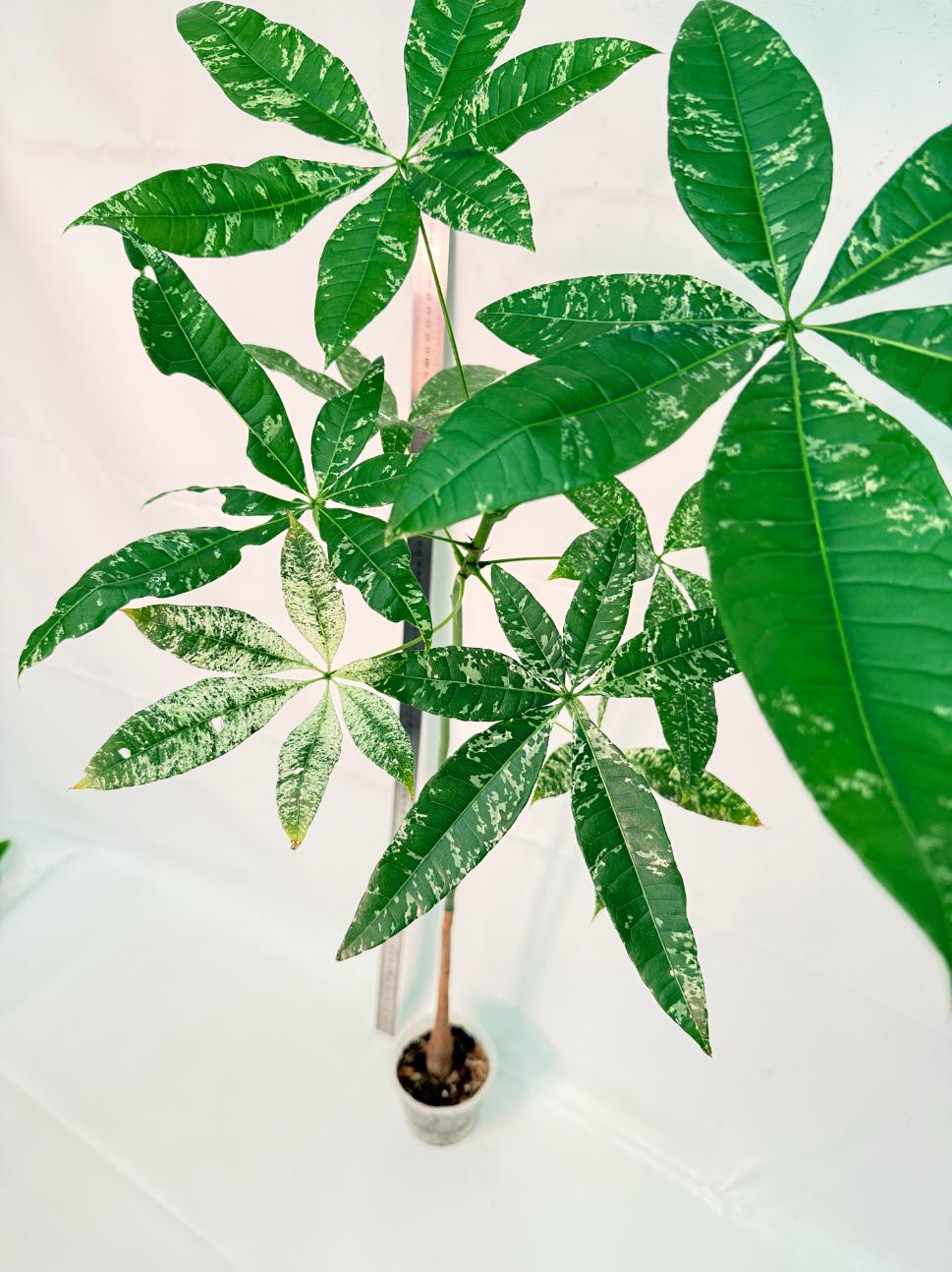 Pachira glabra milky way variegata XXL 7