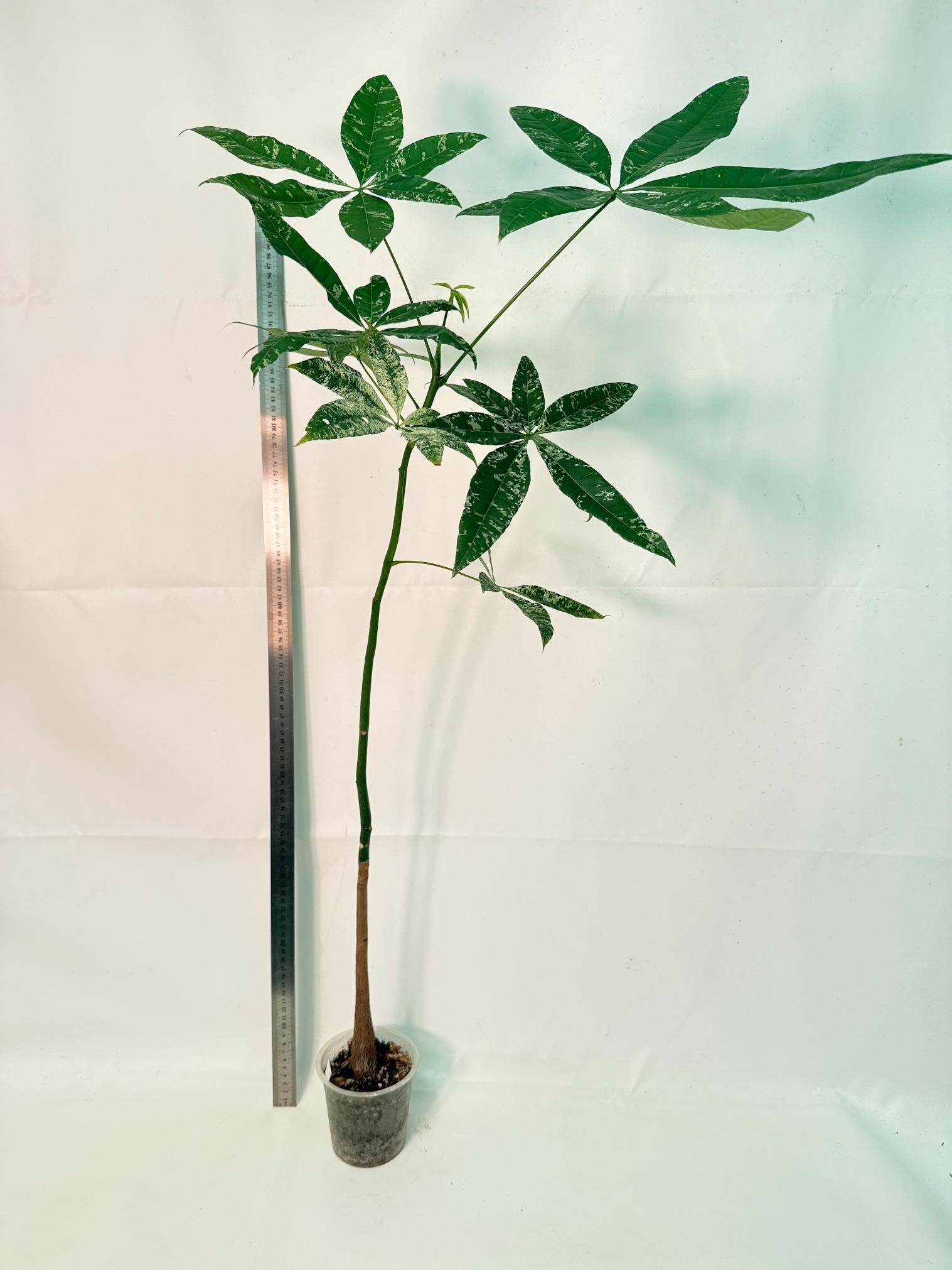 Pachira glabra milky way variegata XXL 3