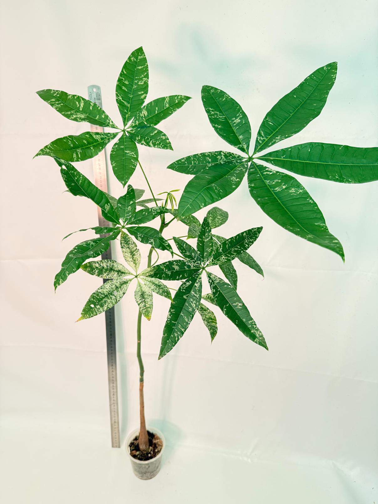 Pachira glabra milky way variegata XXL 1