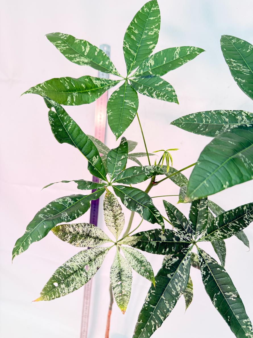 Pachira glabra milky way variegata XXL 5