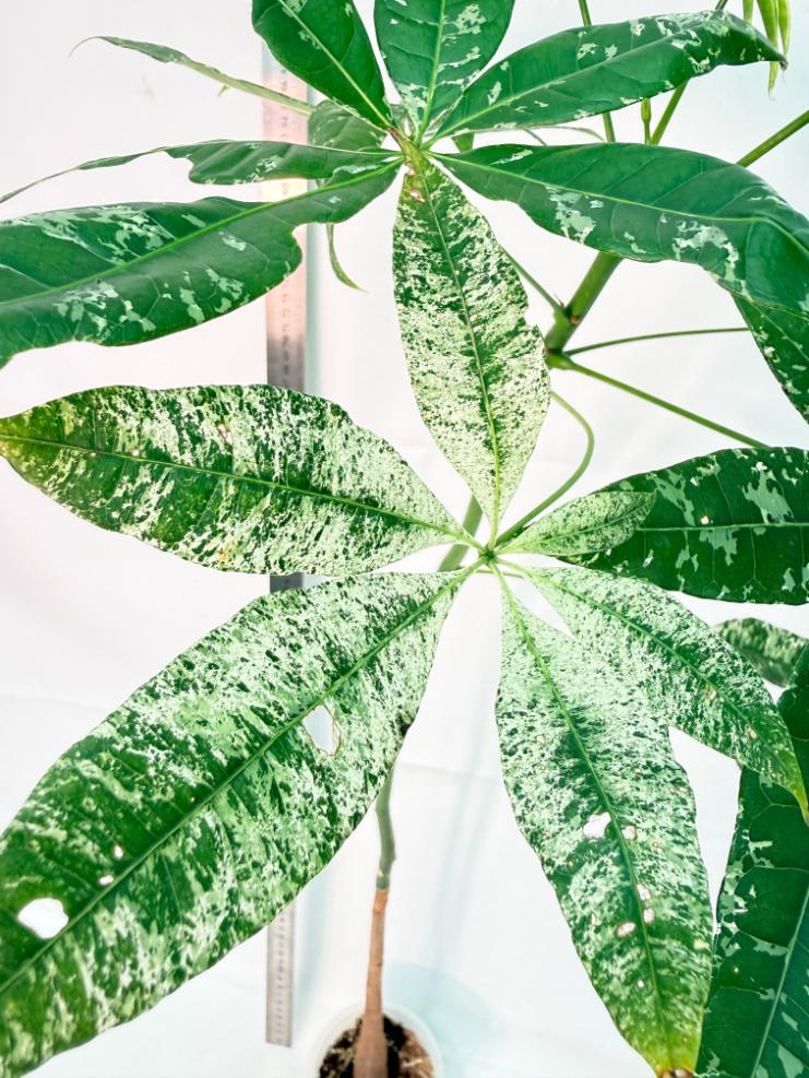 Pachira glabra milky way variegata XXL 8