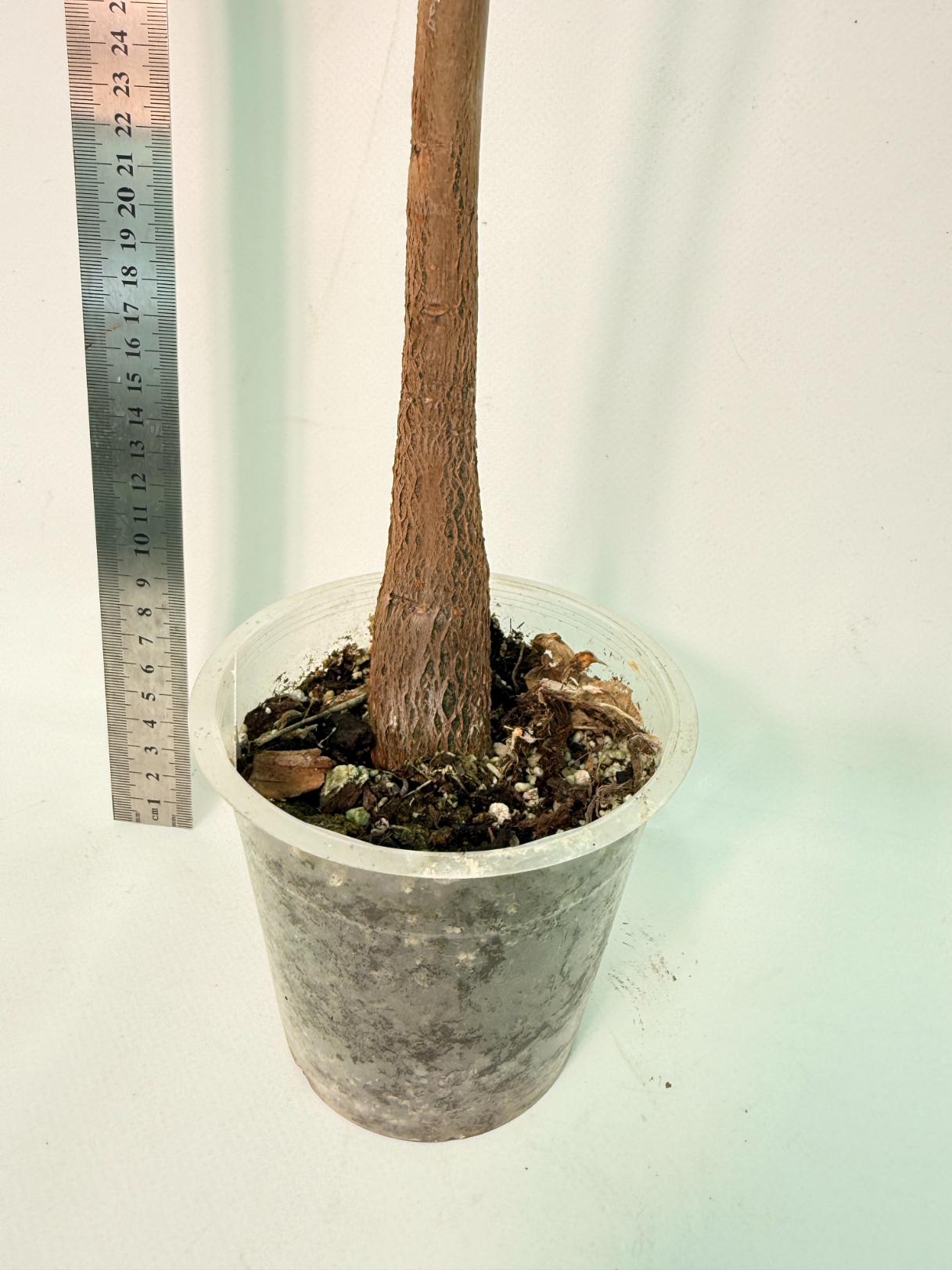 Pachira glabra milky way variegata XXL 9