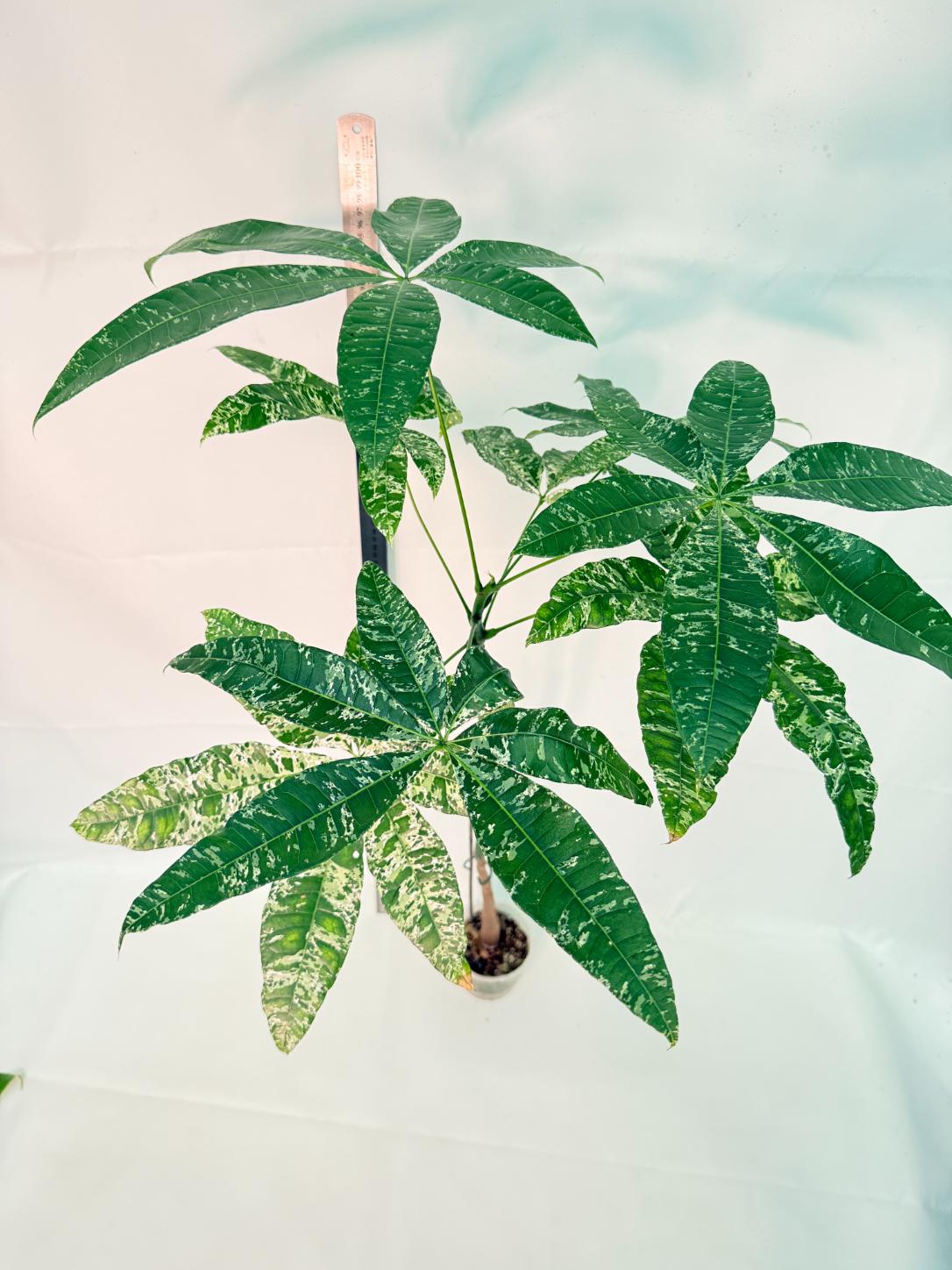 Pachira glabra milky way variegata XXL 4