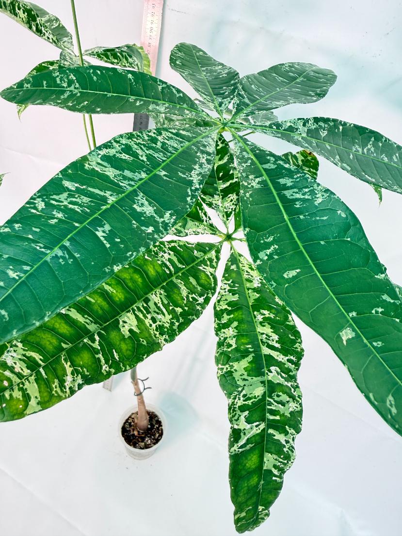 Pachira glabra milky way variegata XXL 10