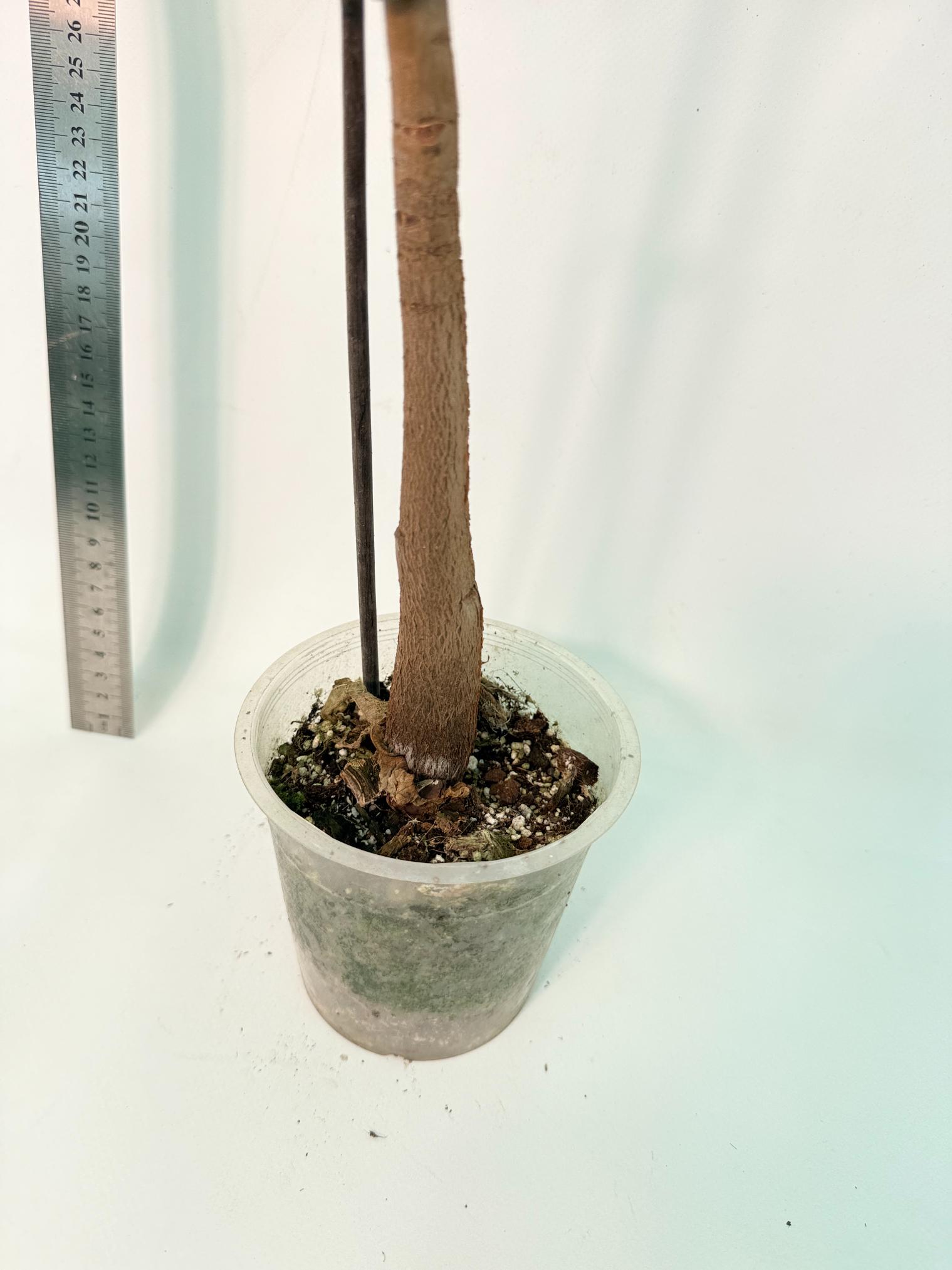 Pachira glabra milky way variegata XXL 11
