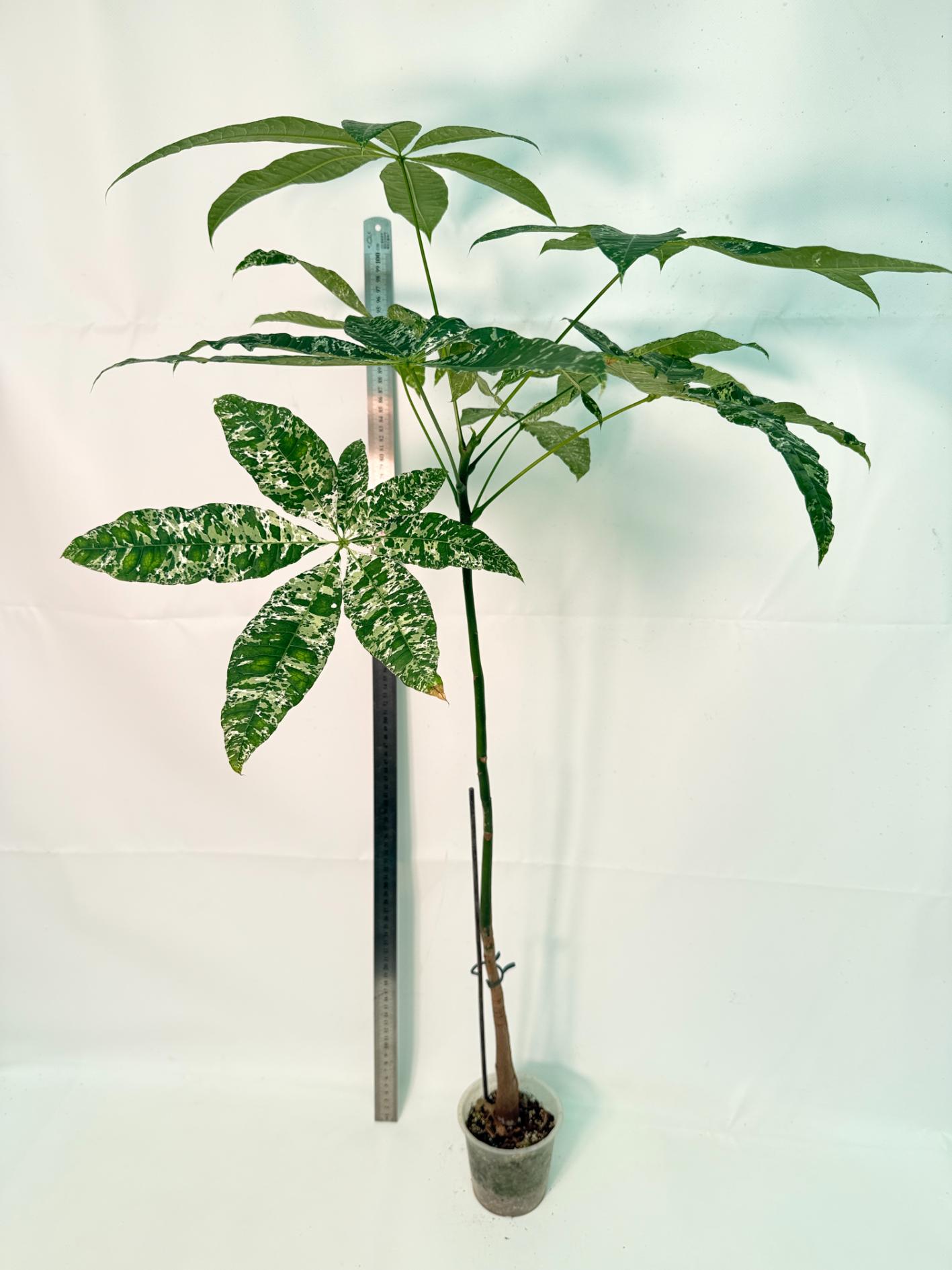 Pachira glabra milky way variegata XXL 1