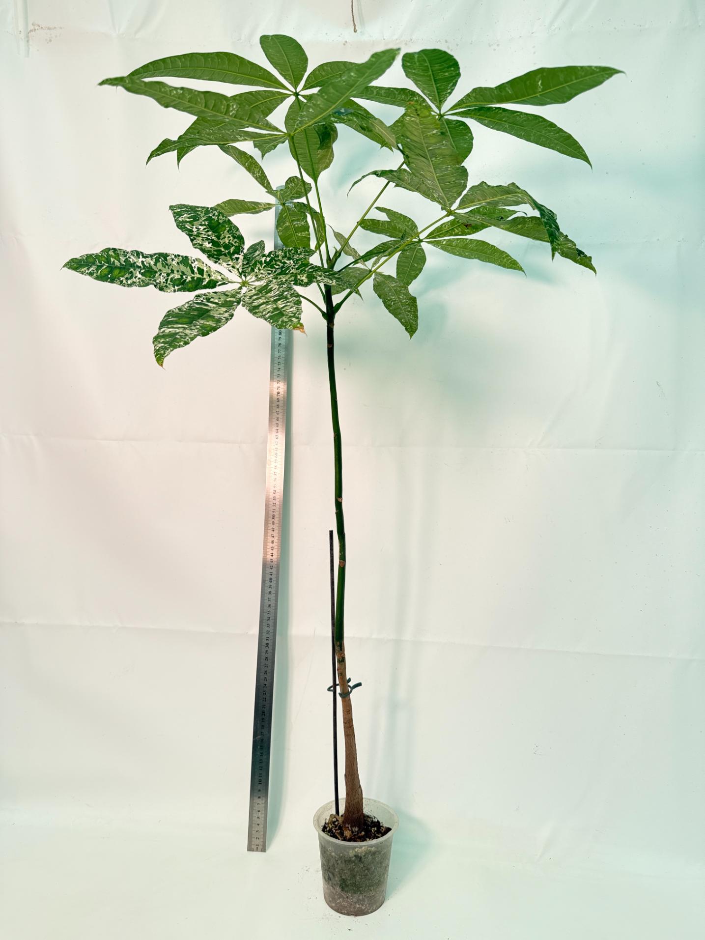 Pachira glabra milky way variegata XXL 5