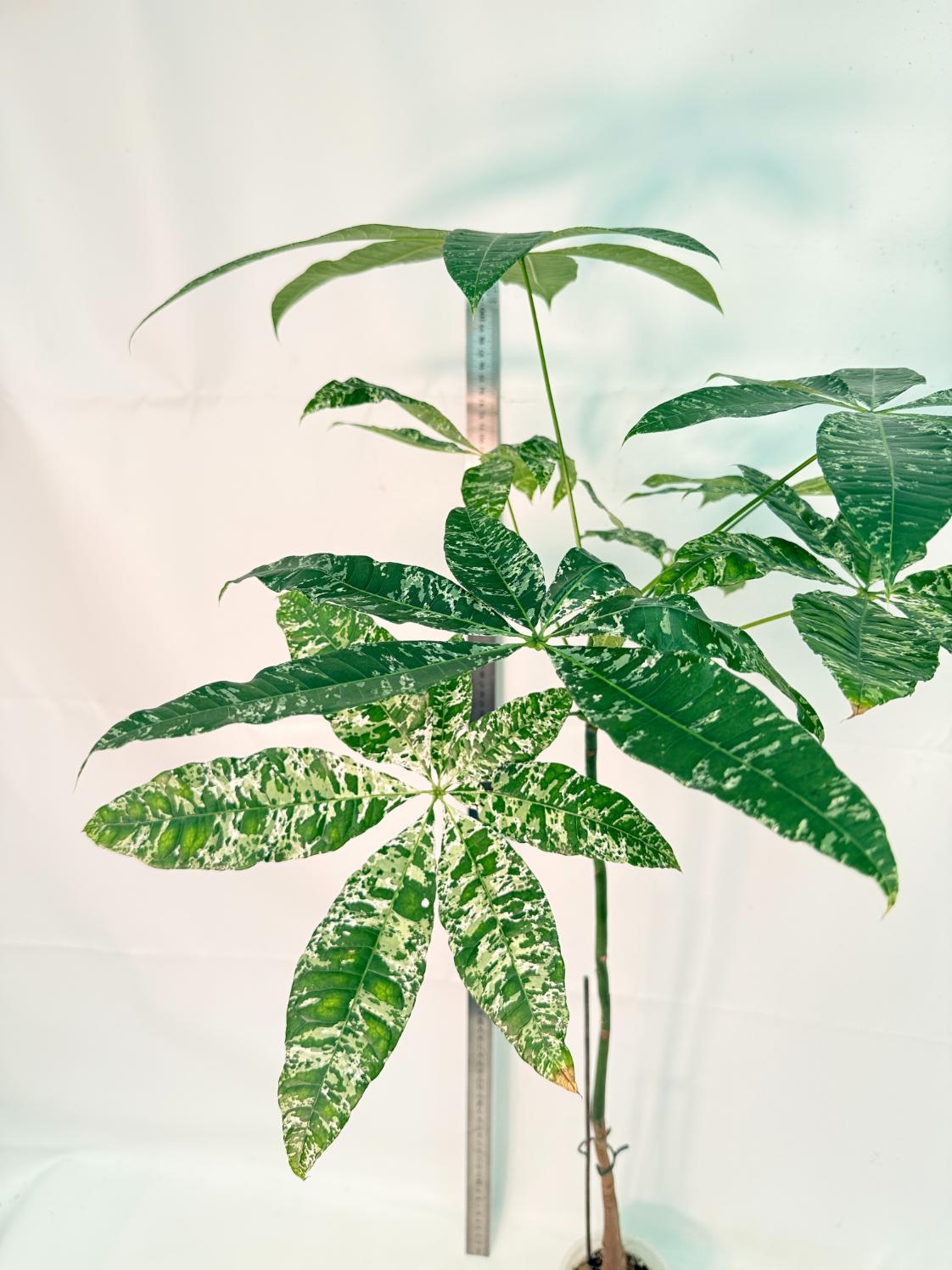 Pachira glabra milky way variegata XXL 6