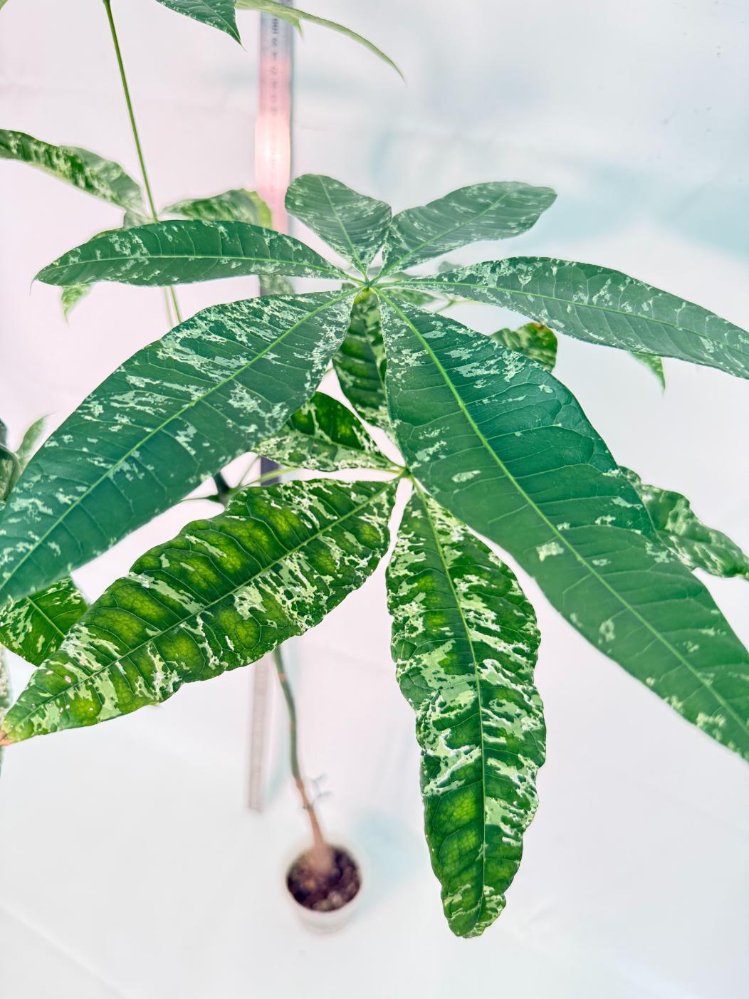 Pachira glabra milky way variegata XXL 7
