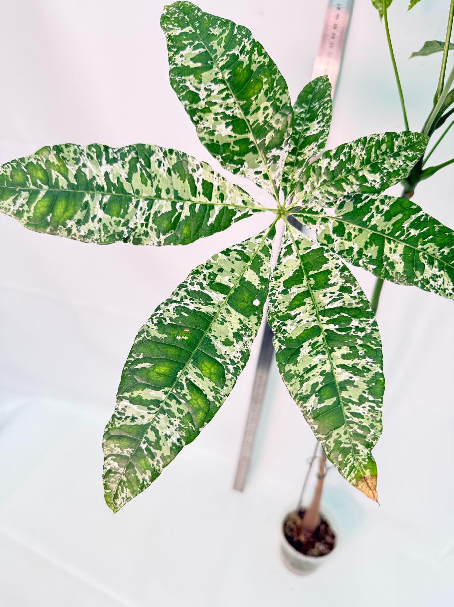 Pachira glabra milky way variegata XXL 3