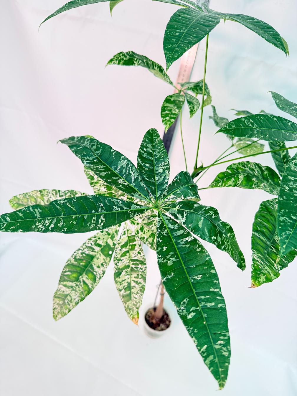 Pachira glabra milky way variegata XXL 8