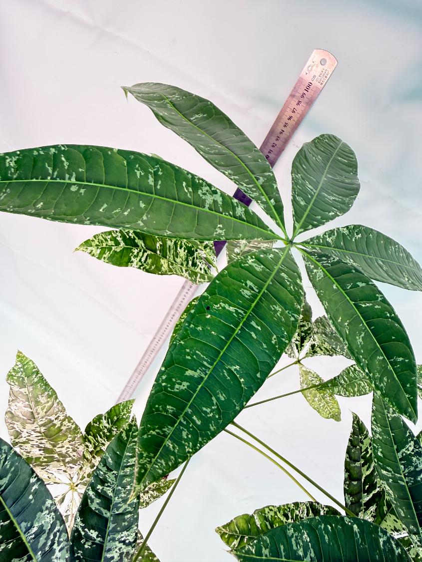Pachira glabra milky way variegata XXL 9