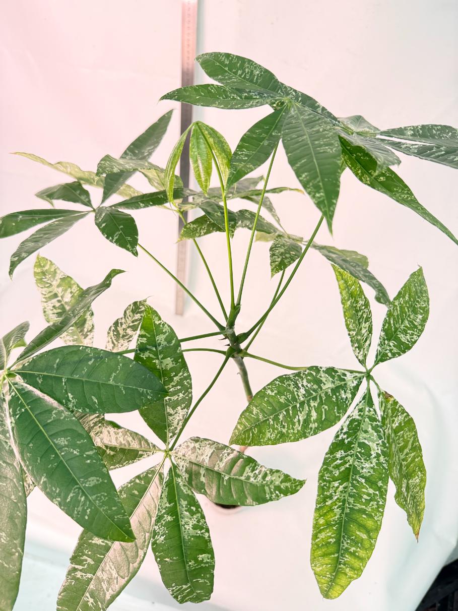 Pachira glabra milky way variegata XXL 9