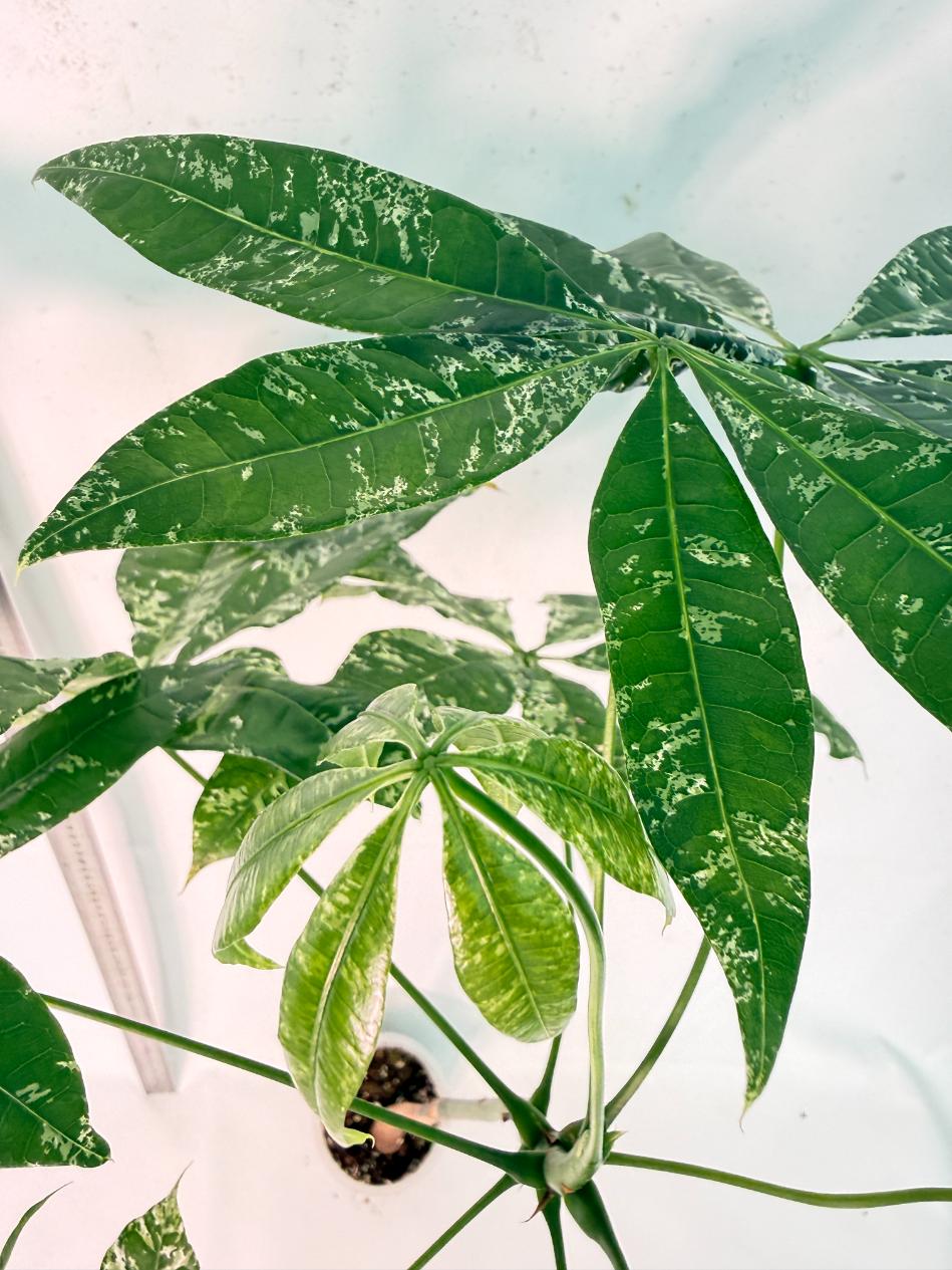 Pachira glabra milky way variegata XXL 8