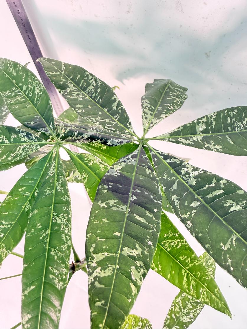 Pachira glabra milky way variegata XXL 11