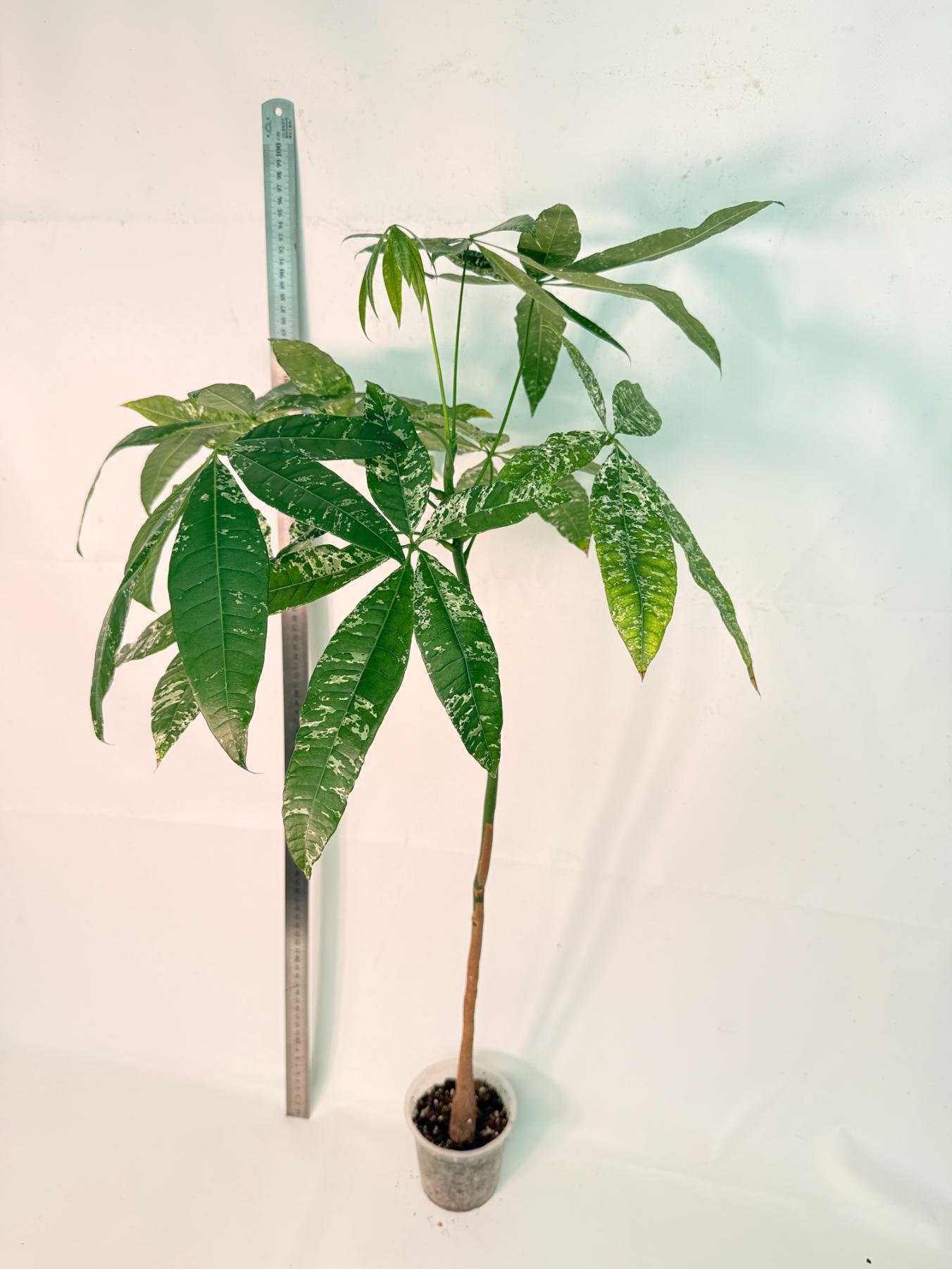 Pachira glabra milky way variegata XXL 10