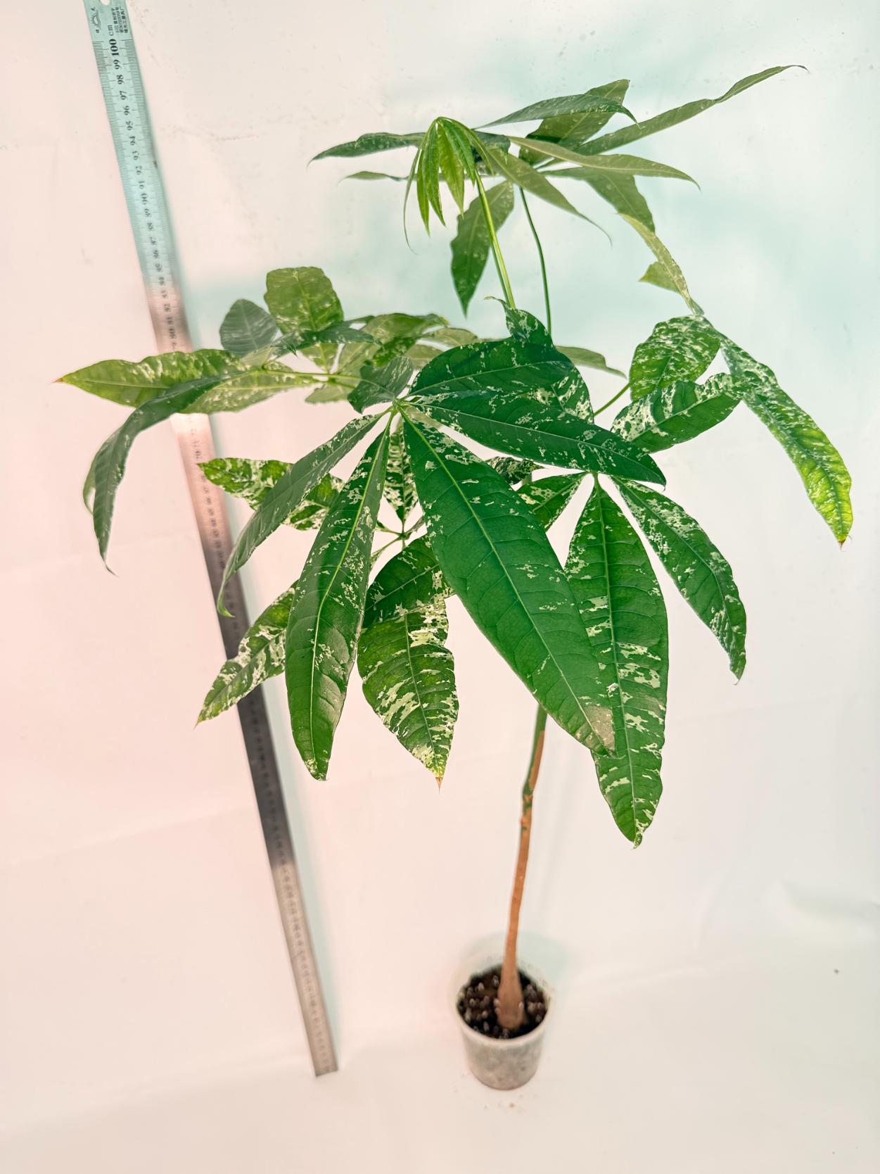 Pachira glabra milky way variegata XXL 3