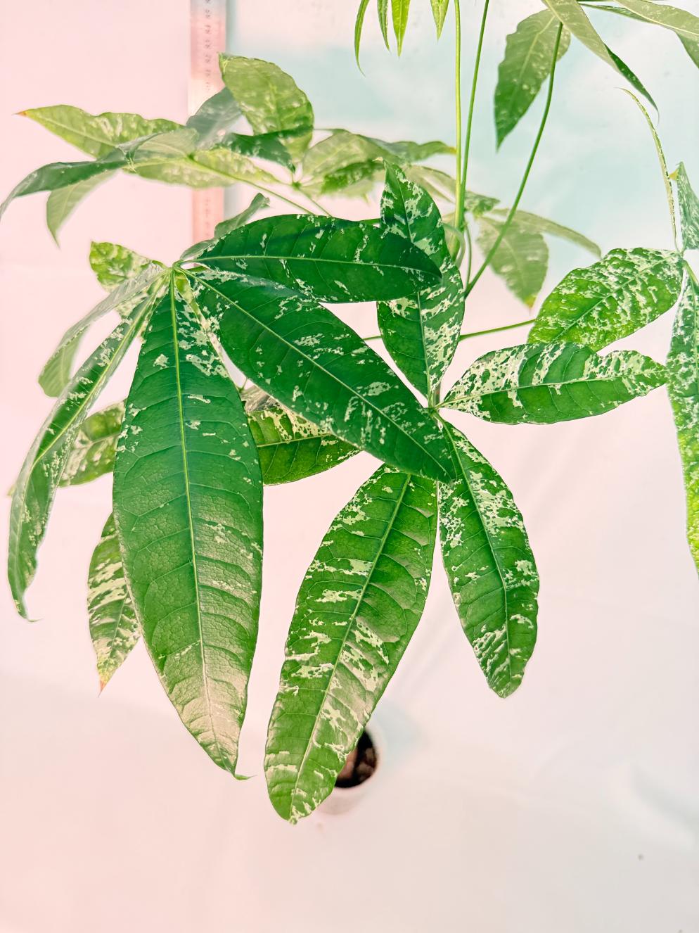 Pachira glabra milky way variegata XXL 4