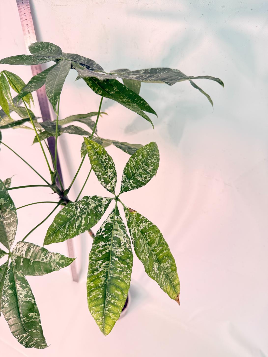 Pachira glabra milky way variegata XXL 5