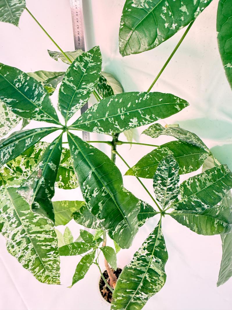 Pachira glabra milky way variegata XXL 8