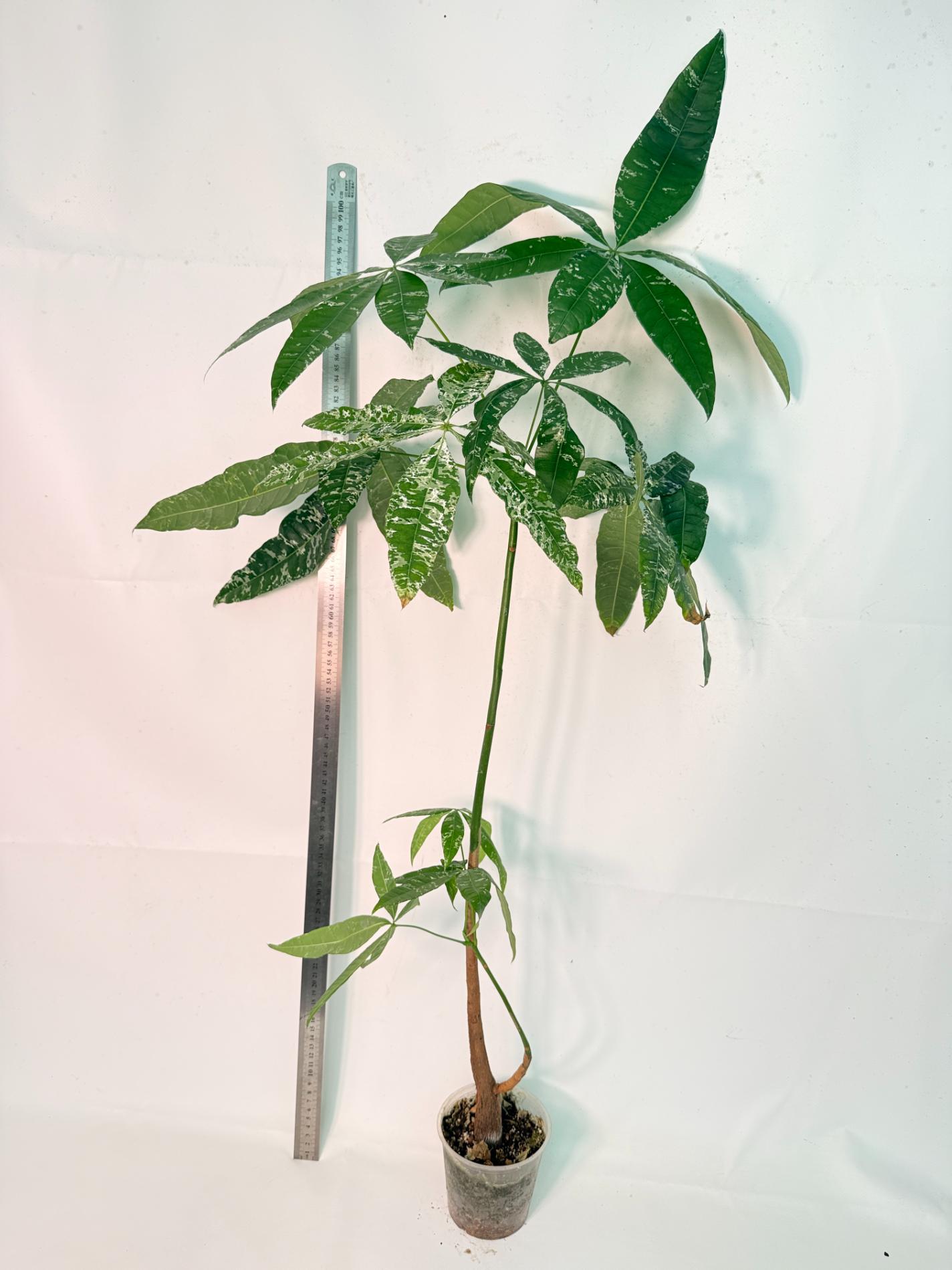 Pachira glabra milky way variegata XXL 1