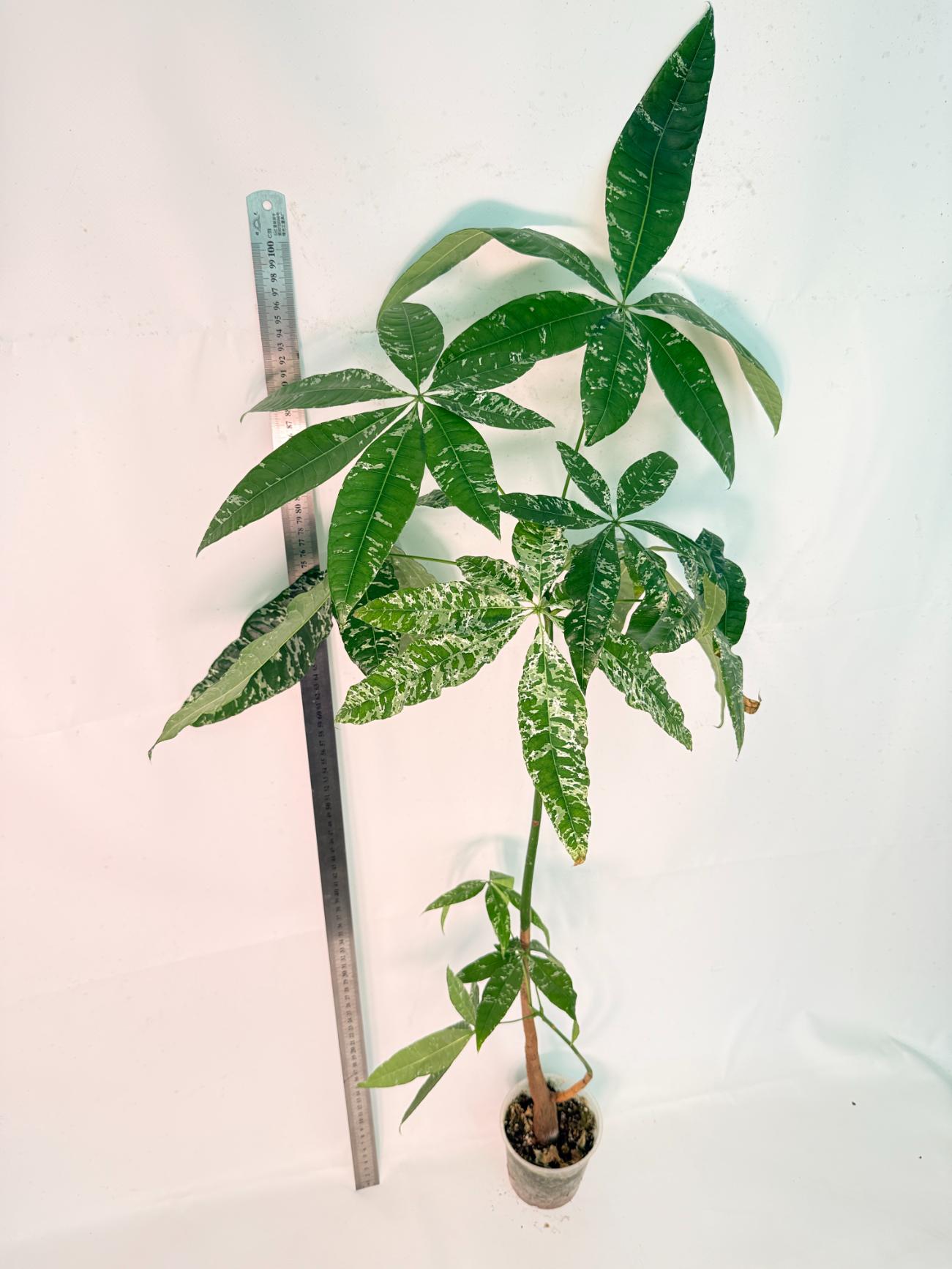 Pachira glabra milky way variegata XXL 3