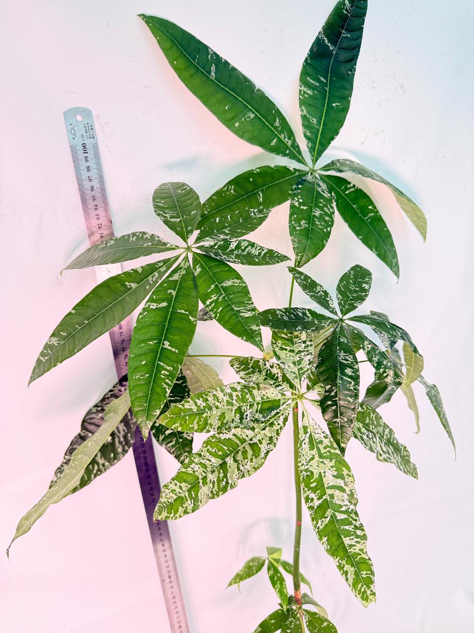 Pachira glabra milky way variegata XXL 10