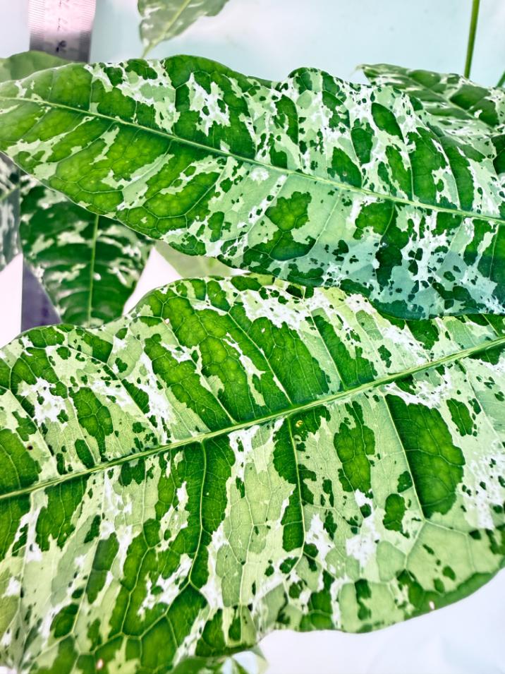 Pachira glabra milky way variegata XXL 4