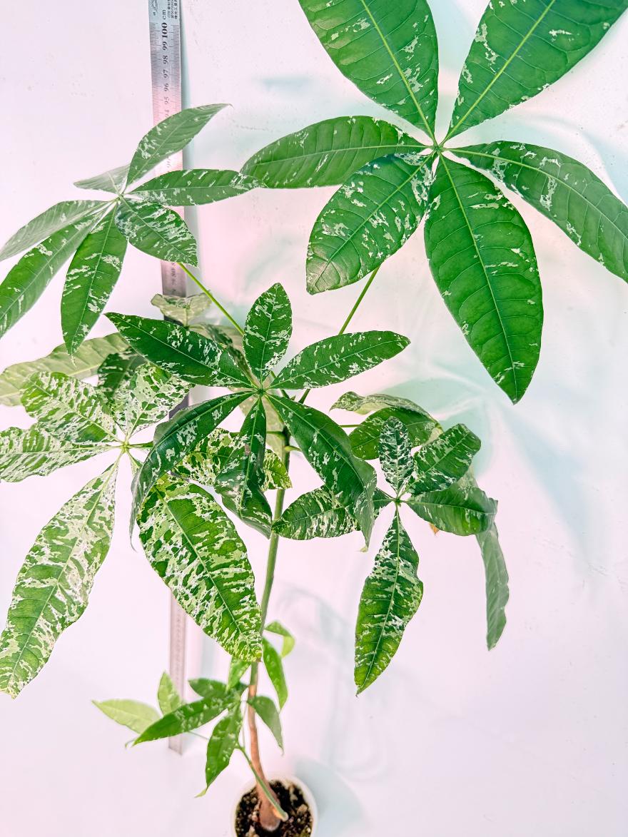 Pachira glabra milky way variegata XXL 5