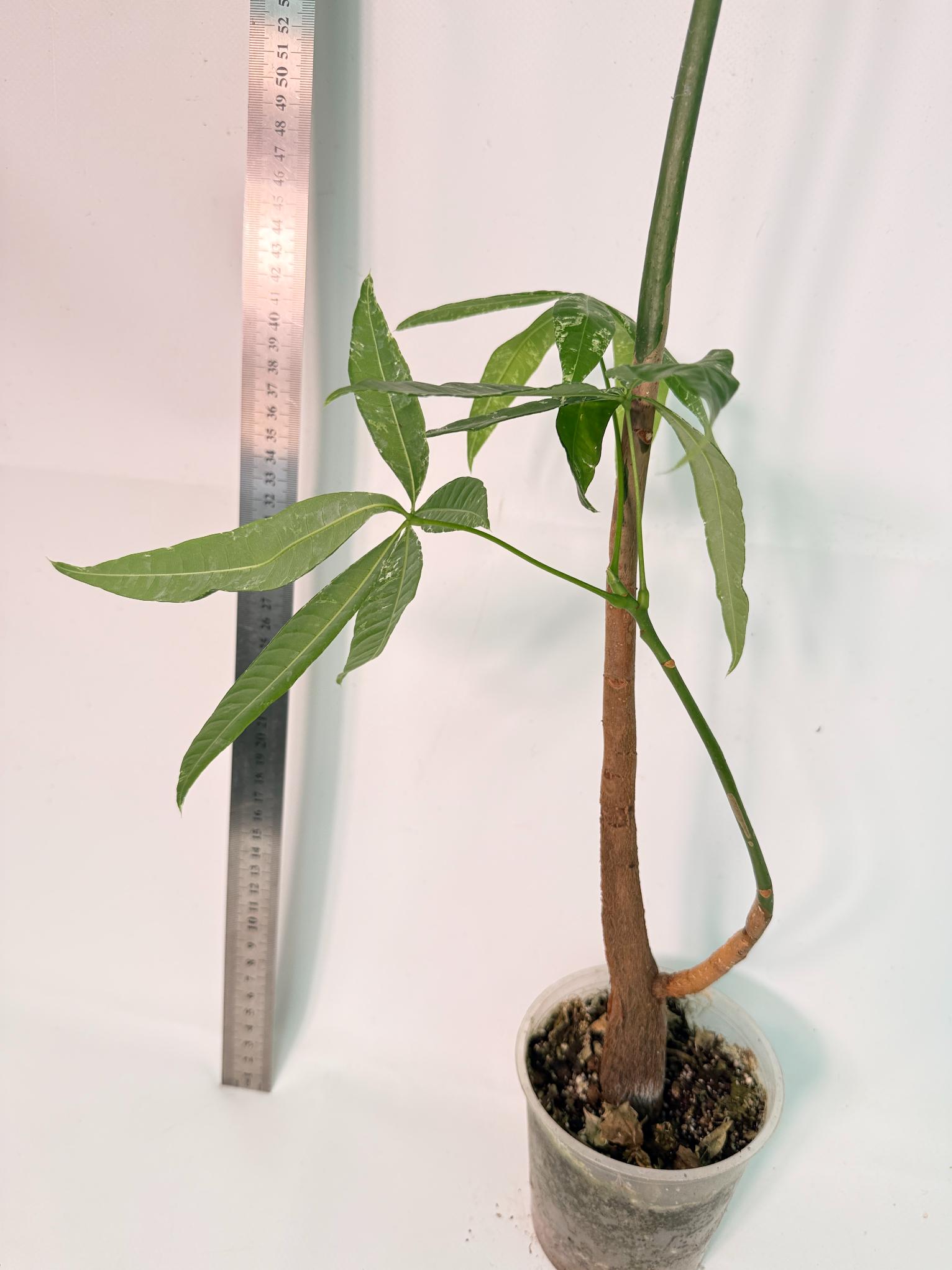 Pachira glabra milky way variegata XXL 6