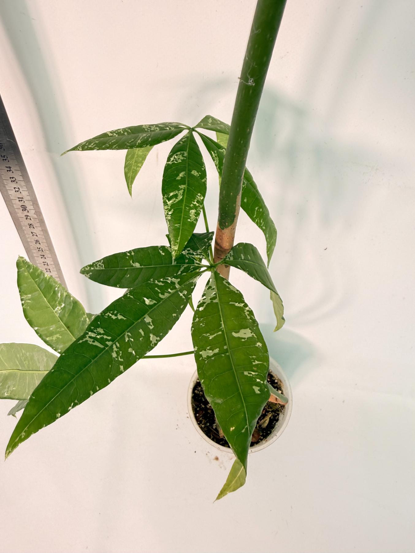Pachira glabra milky way variegata XXL 7