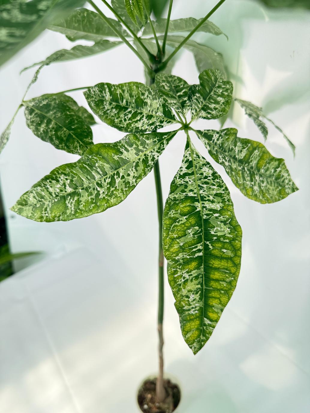 Pachira glabra milky way variegata XXL 08