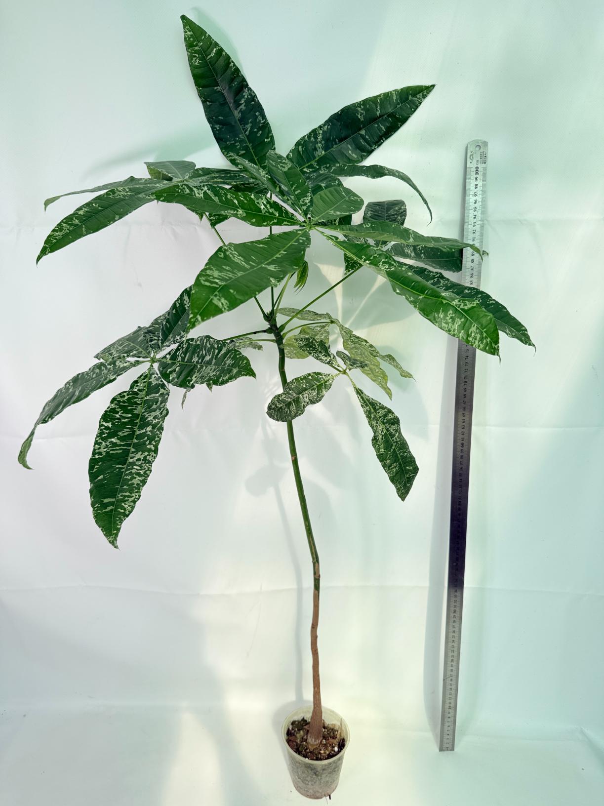 Pachira glabra milky way variegata XXL 02