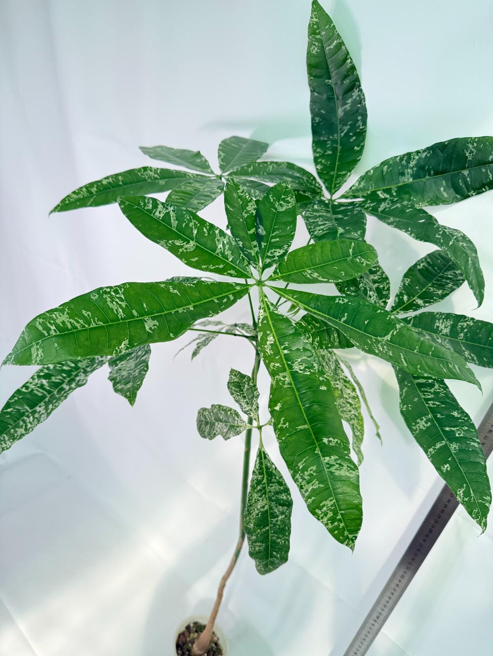 Pachira glabra milky way variegata XXL 03
