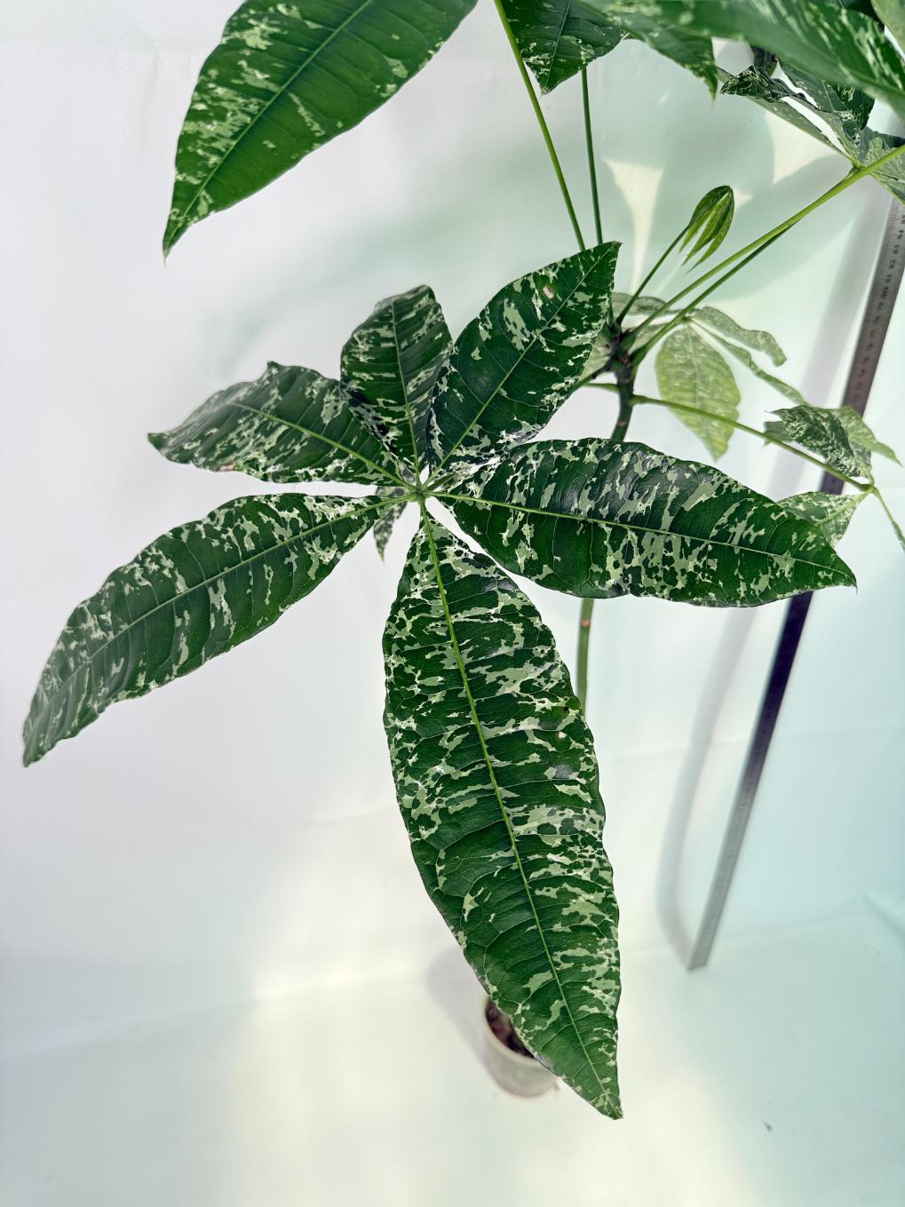 Pachira glabra milky way variegata XXL 04