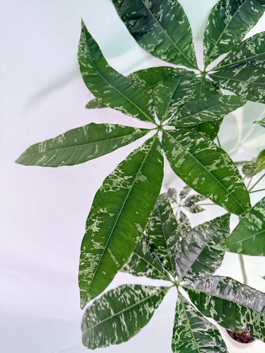 Pachira glabra milky way variegata XXL 05