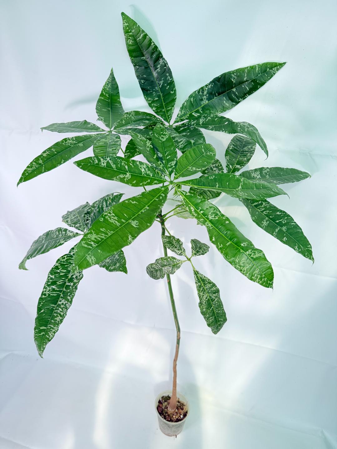 Pachira glabra milky way variegata XXL 06